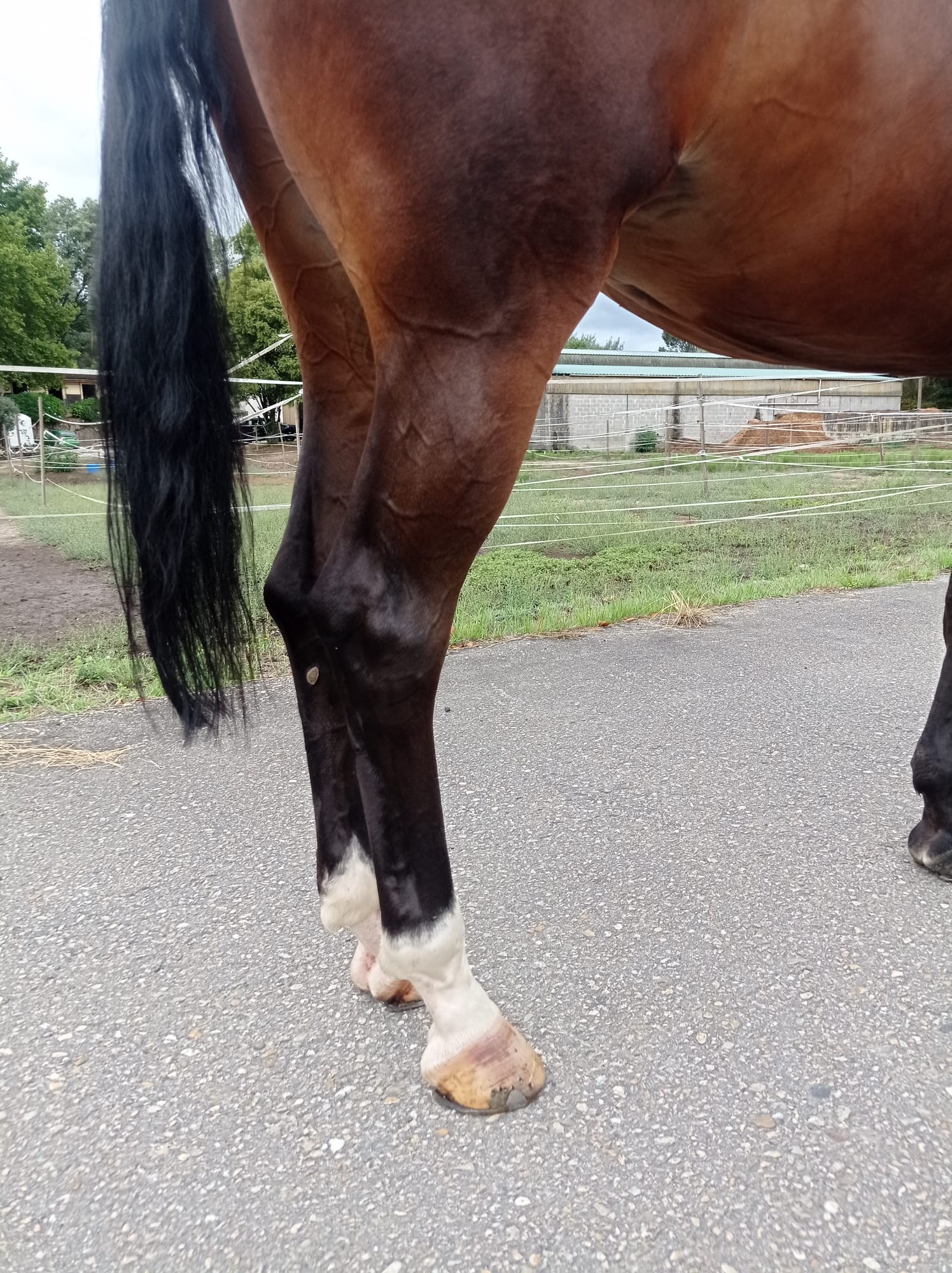 horse